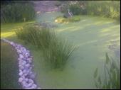 Pond Cleaning thumbnail image.